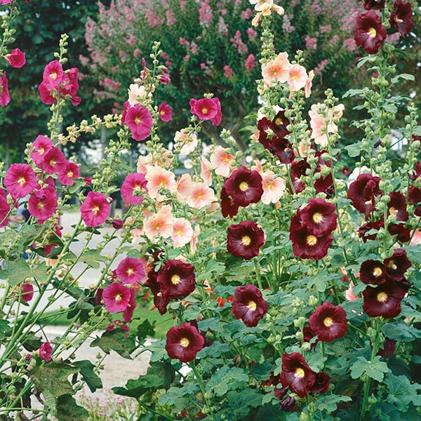 Hollyhock