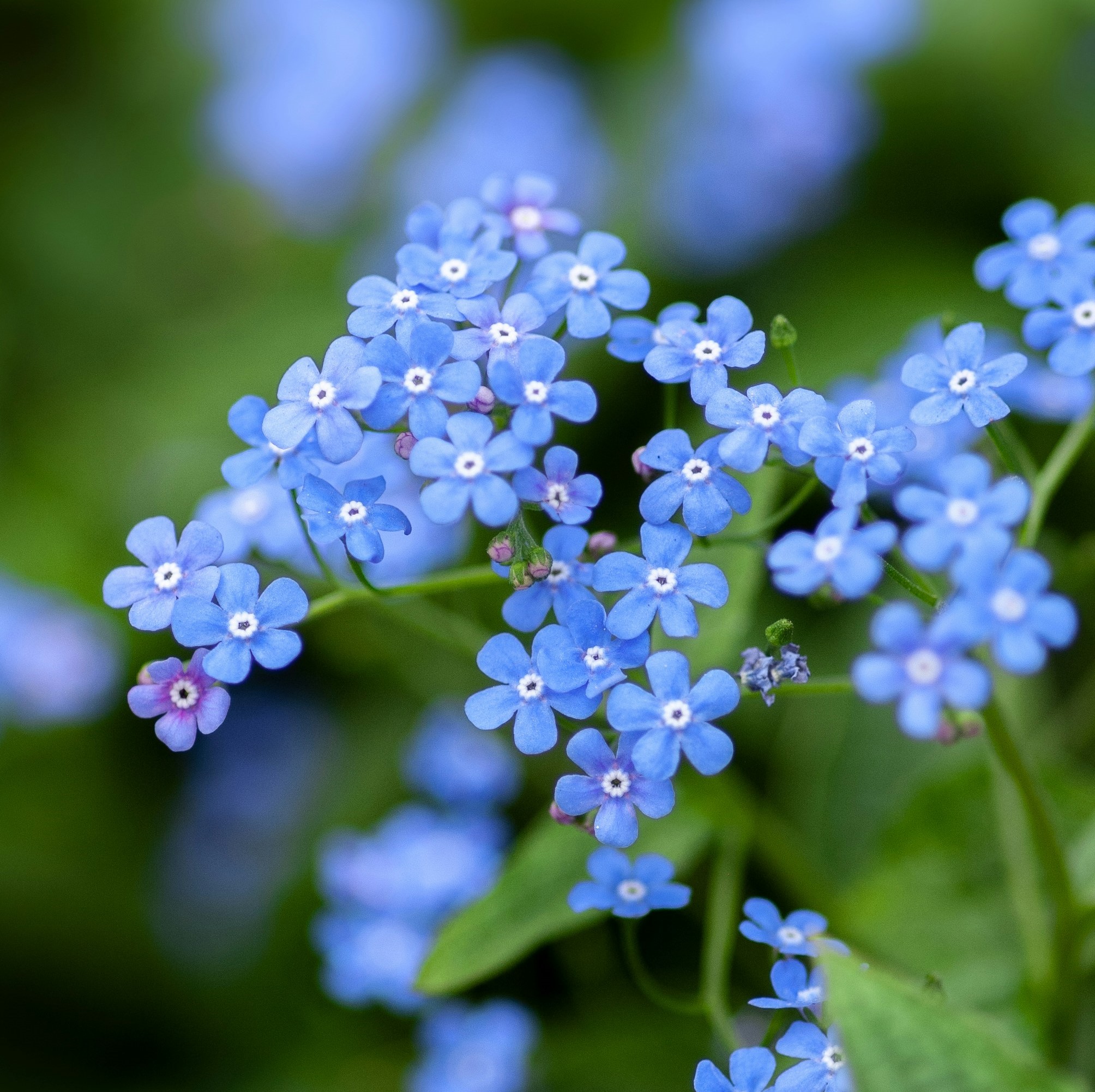 Forget Me Not