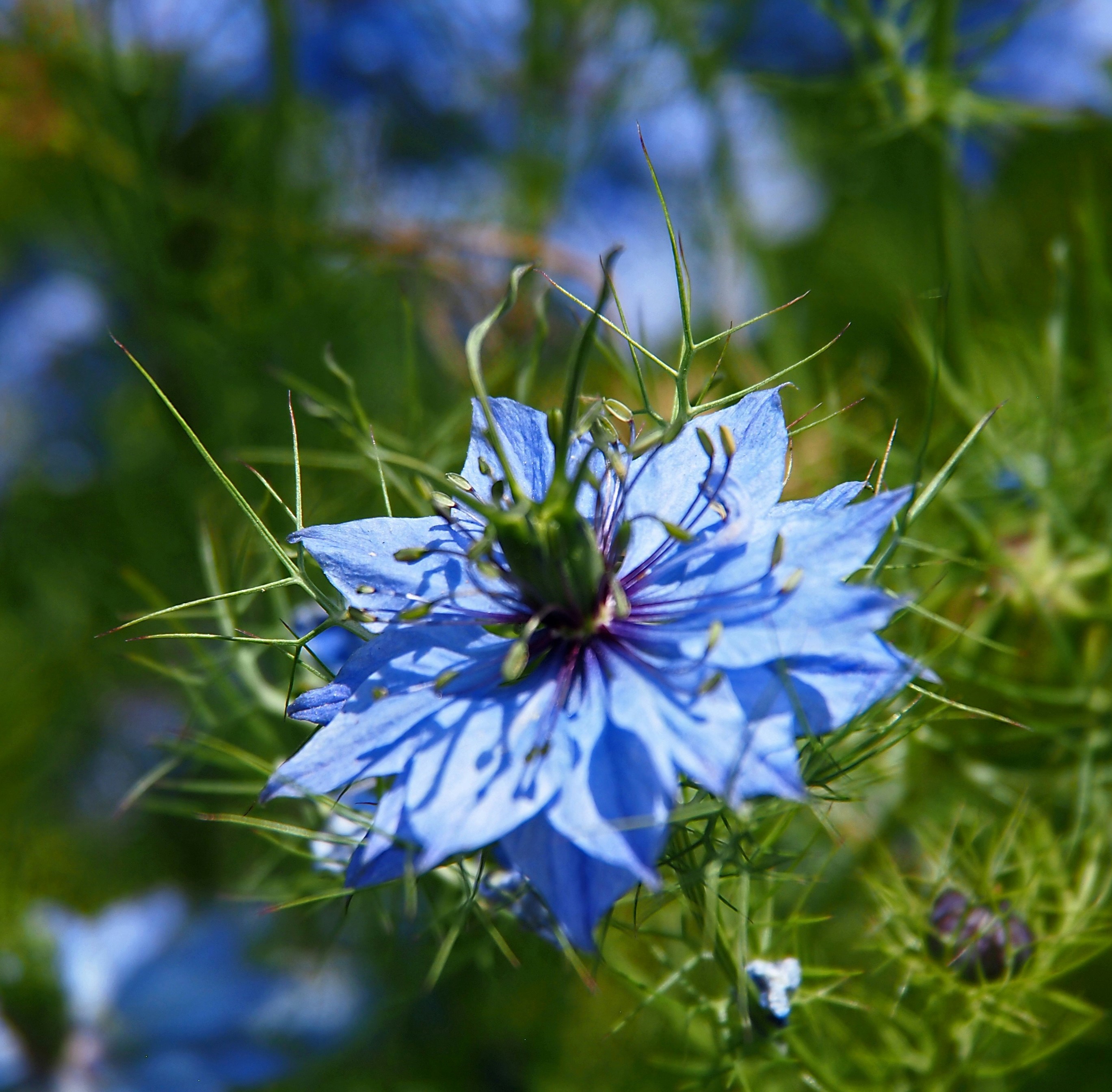 Love in a Mist