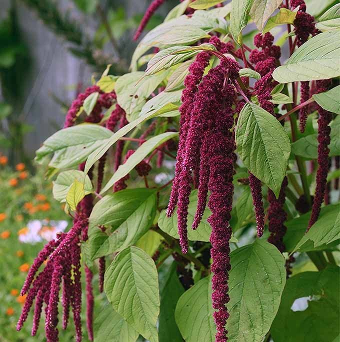 Love Lies Bleeding