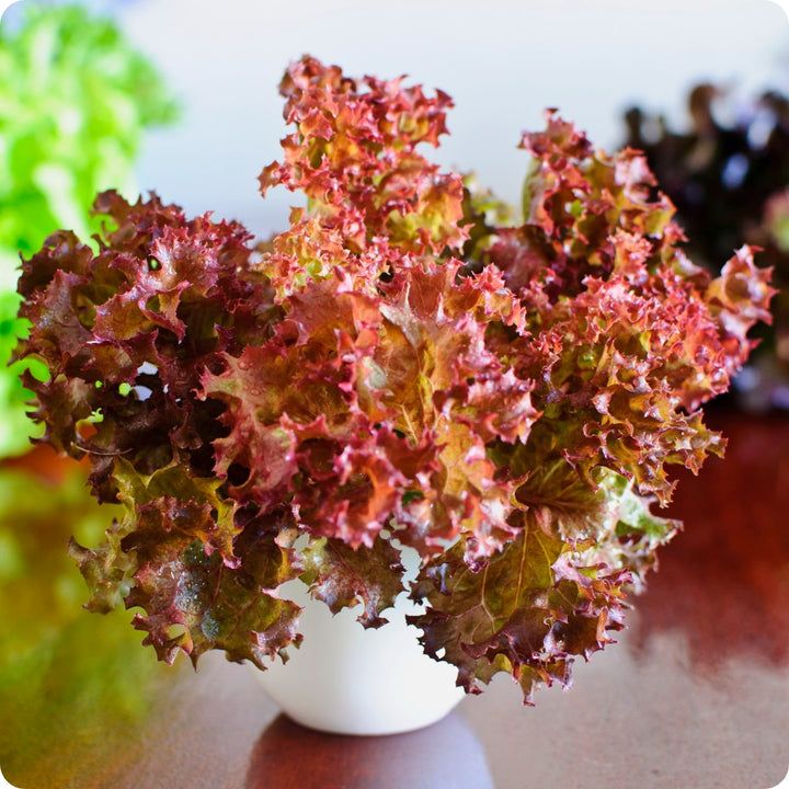 Red Salad Bowl Lettuce