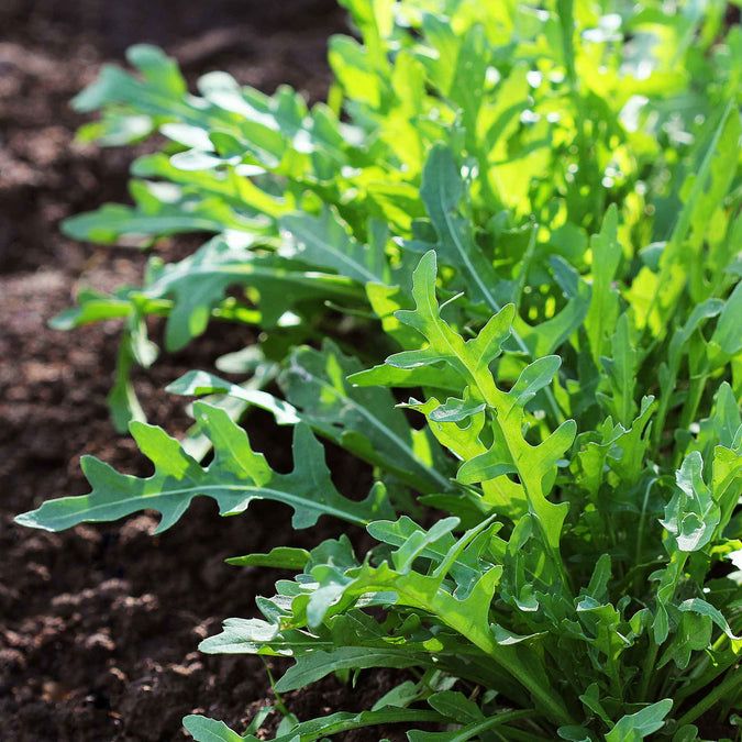 Wild Rocket