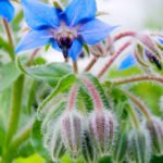 Borage