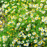 Chamomile