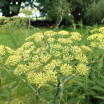 Fennel