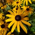 Rudbeckia