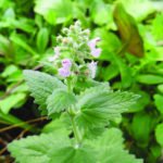 Catnip Web