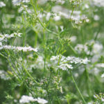 Coriander