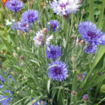 Cornflower