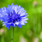Cornflower Web