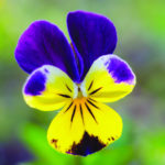 Heartsease Web