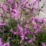Ragged Robin