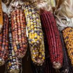 Red Corn