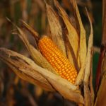 Yellow Corn